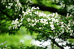 野花