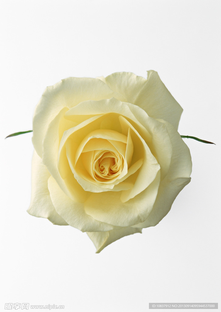 花草 植物 花卉