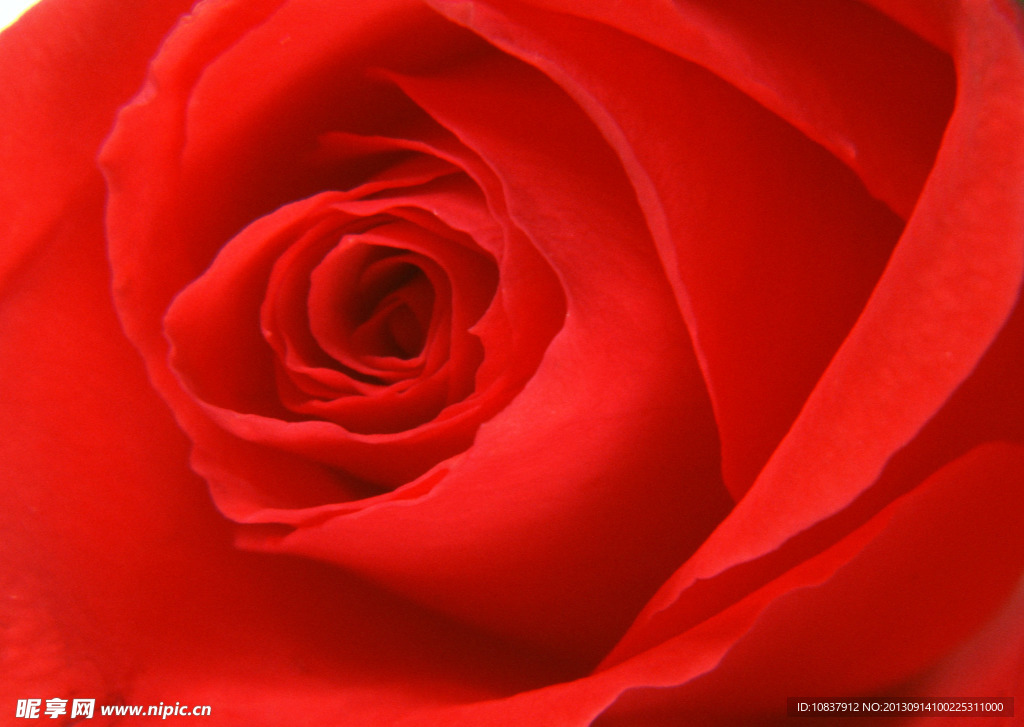 花草 植物 花卉