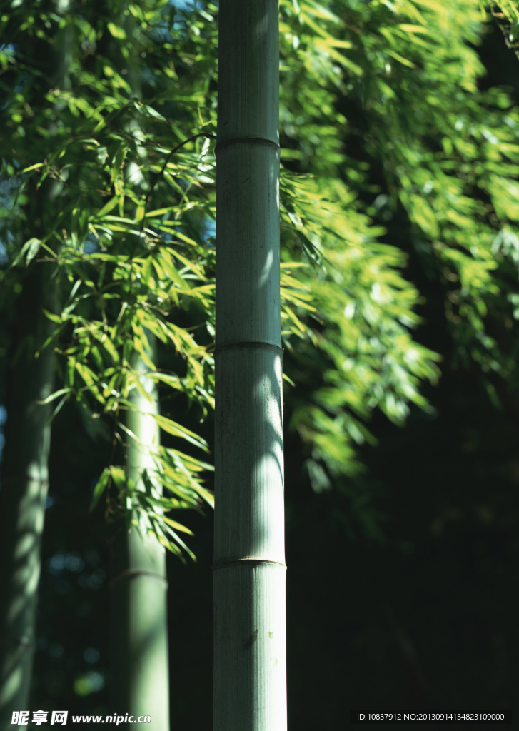 树木 树 绿树