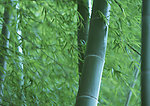 树木 树 绿树