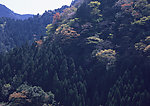树木景观
