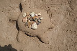 沙滩上的乌龟
