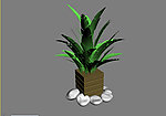 植物模型