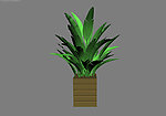 植物模型
