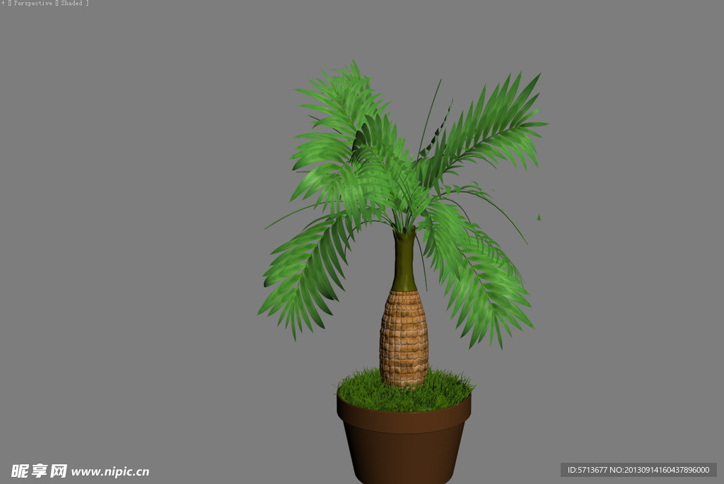 植物模型