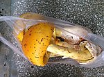 野生菌