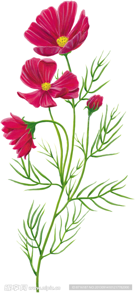 手绘花朵