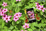 IPHONE花世界