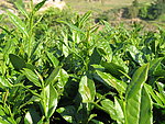 茶叶