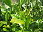 茶叶