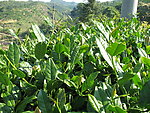 茶叶