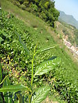 茶叶