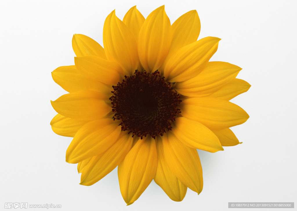 花草 植物 花卉