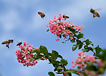 蜜蜂采花