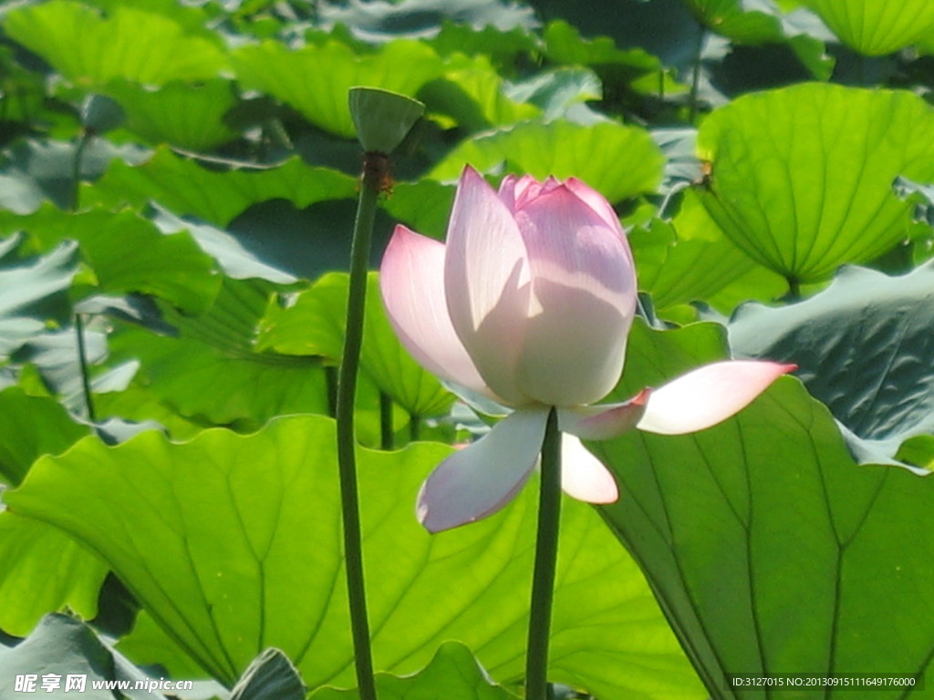 荷花 水生长 户外