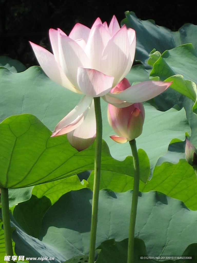 水荷 生长 户外 自
