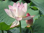 水荷 生长 户外 自