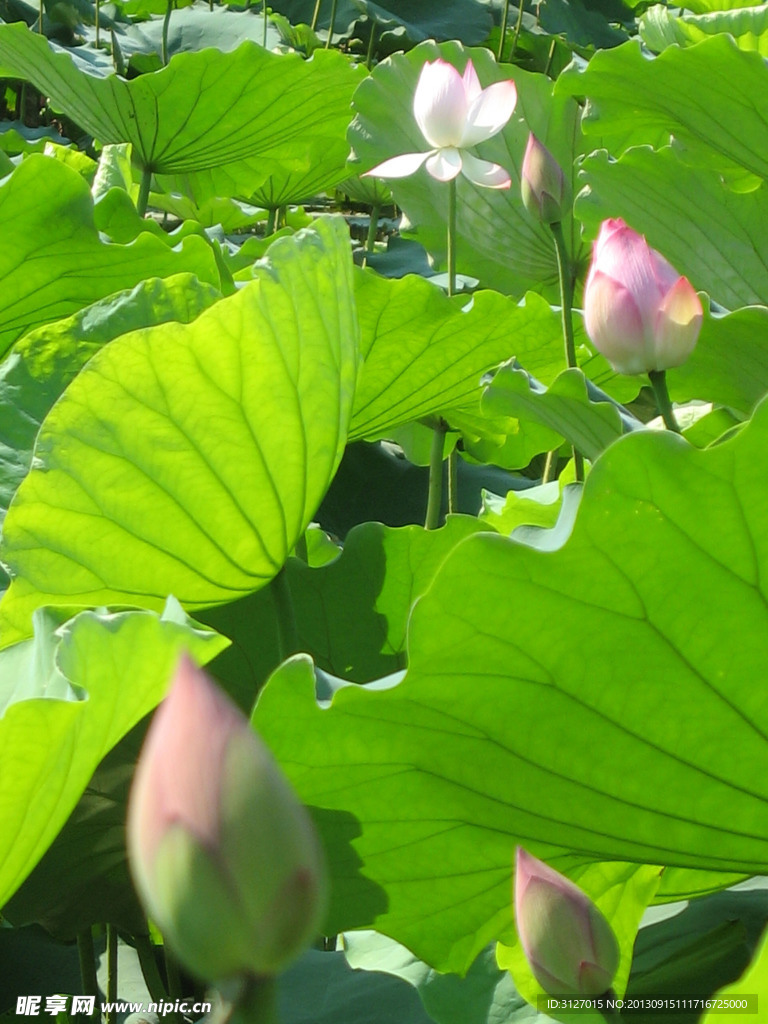 荷花 水生长 户外