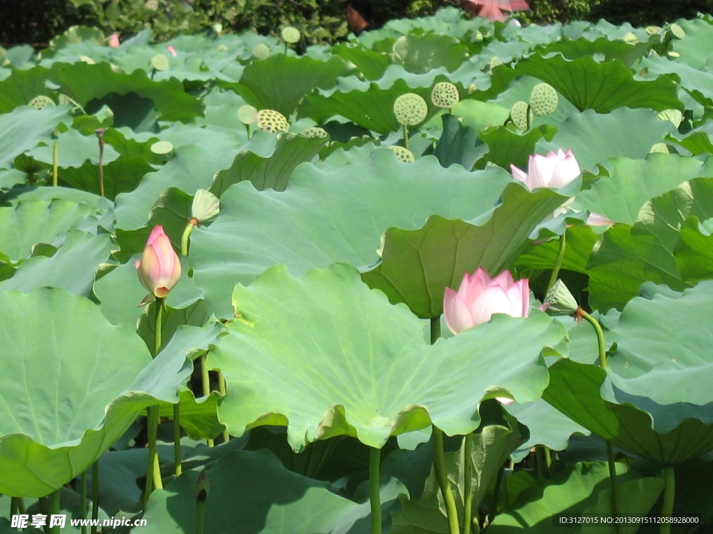 荷花 水生长 户外