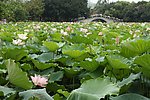 荷花 水生长 户外