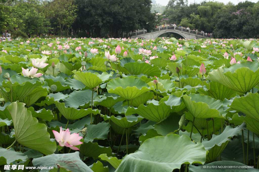 荷花 水生长 户外