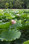 荷花 水生长 户外