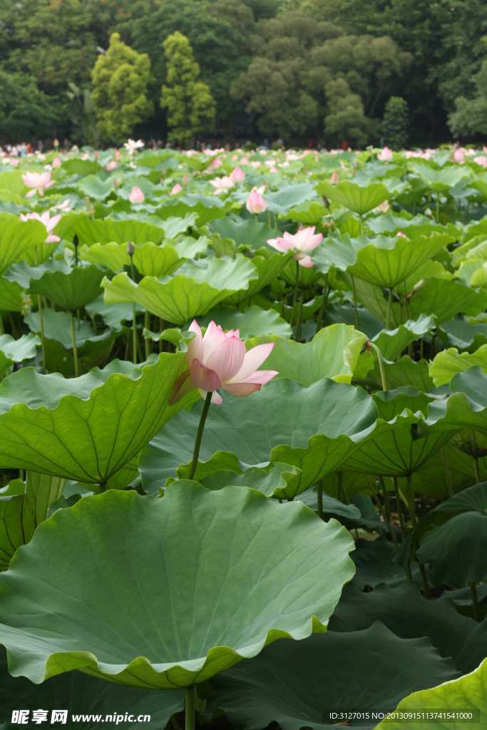 荷花 水生长 户外