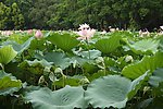 荷花 水生长 户外