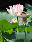荷花 水生长 户外