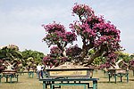 杜鹃花 生长盛开 自