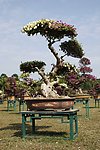 杜鹃花 生长盛开 自