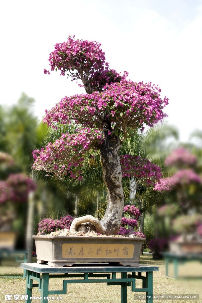 杜鹃花 生长盛开 自