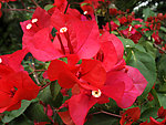 杜鹃花 花户外 摄影