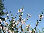 梨花 白花 风景 生