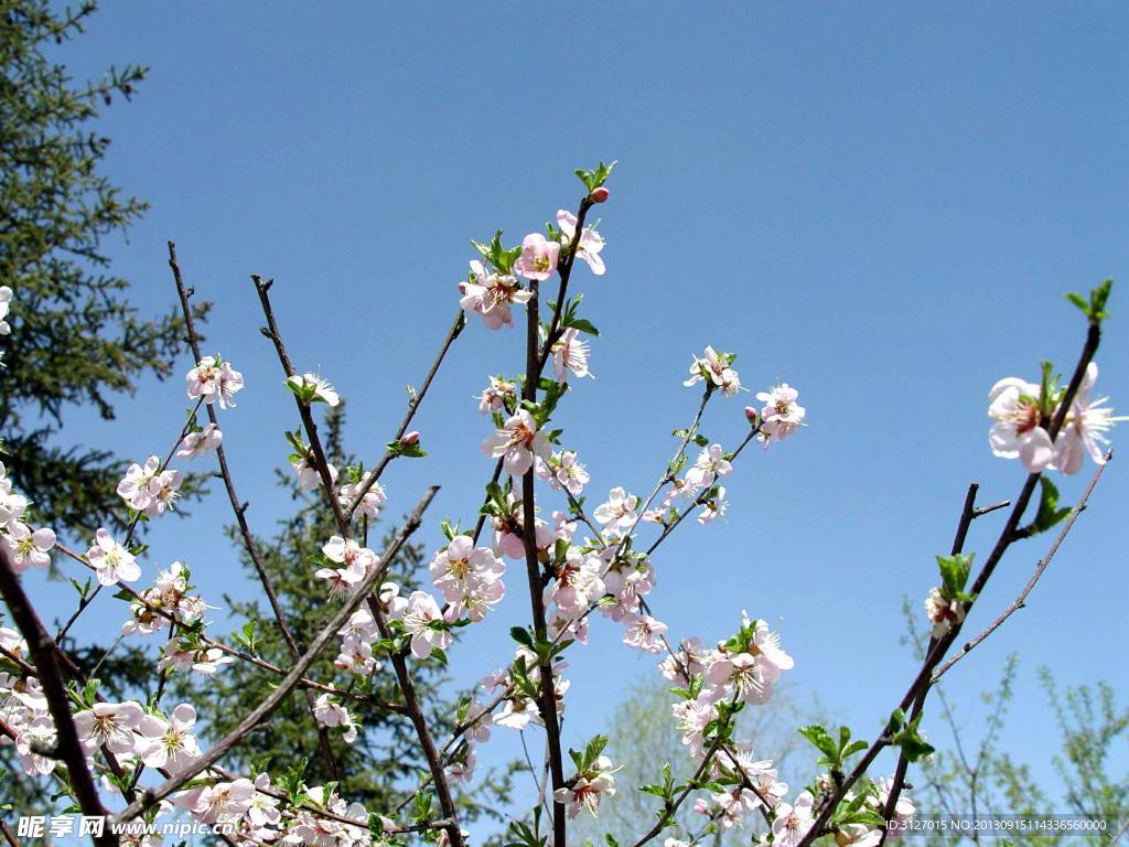 梨花 白花 风景 生