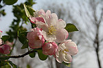梨花 白花 粉色 风