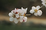 梨花 白花 粉色 风