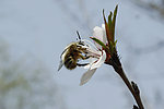 梨花 蜜蜂 白花 风