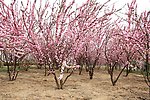 梨花 白花 粉色 风