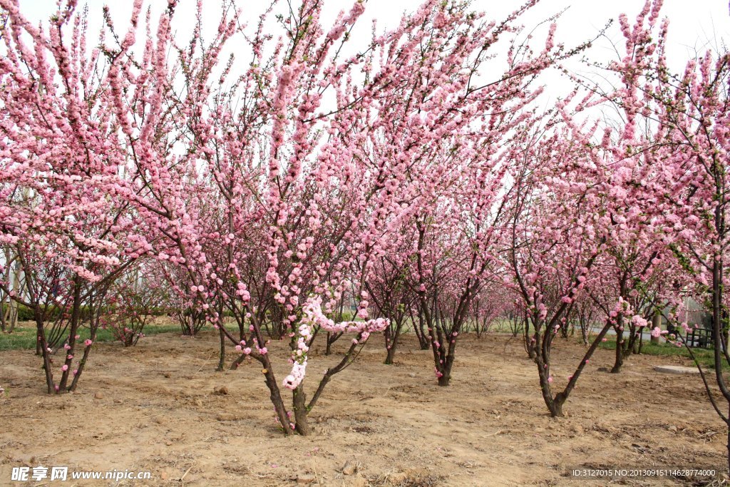 梨花 白花 粉色 风