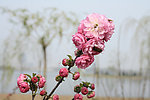 梨花 白花 粉色 风