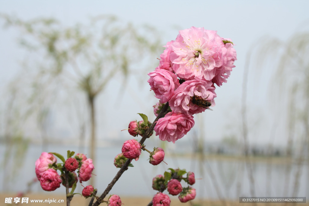 梨花 白花 粉色 风