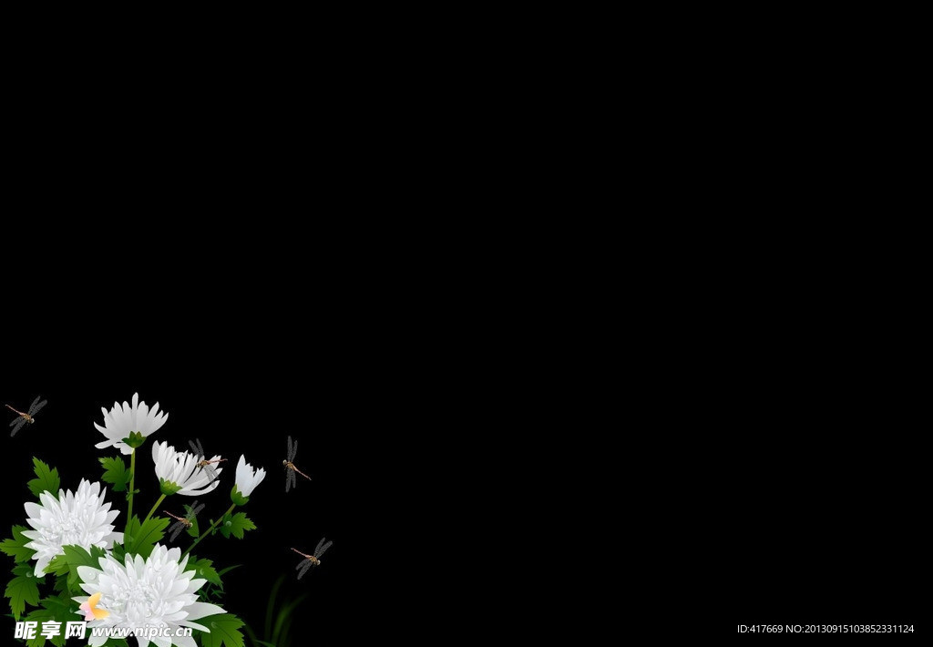 白菊花蜻蜓