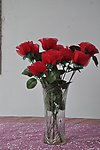 玫瑰花
