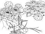 花鸟图 黑白图