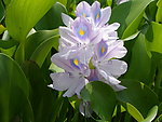 莲花