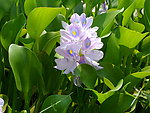 莲花