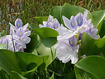 莲花