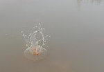 水花